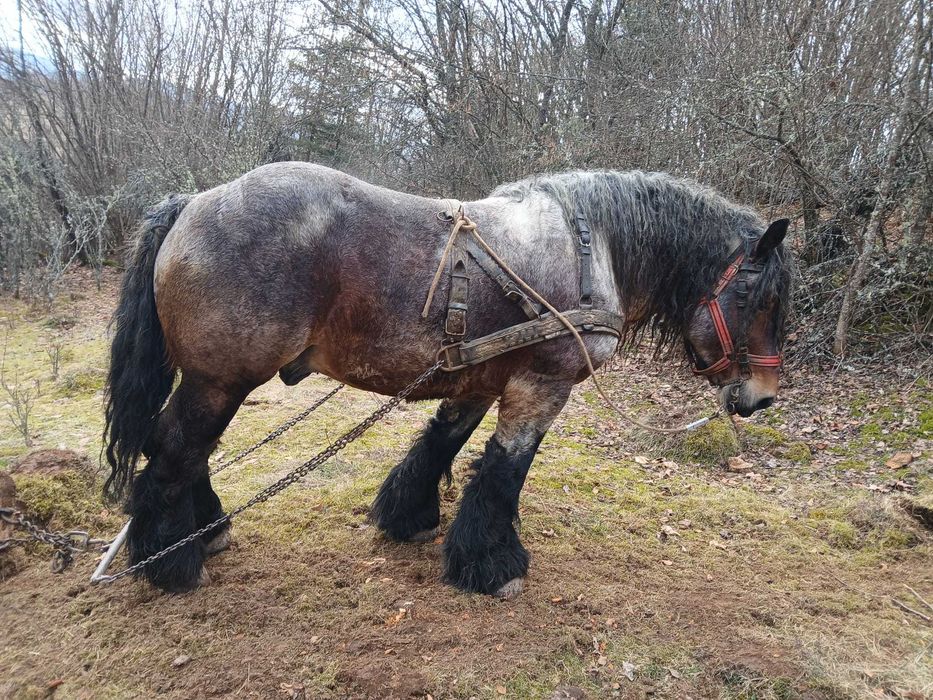 Vând armăsar de montă și de tracțiune !