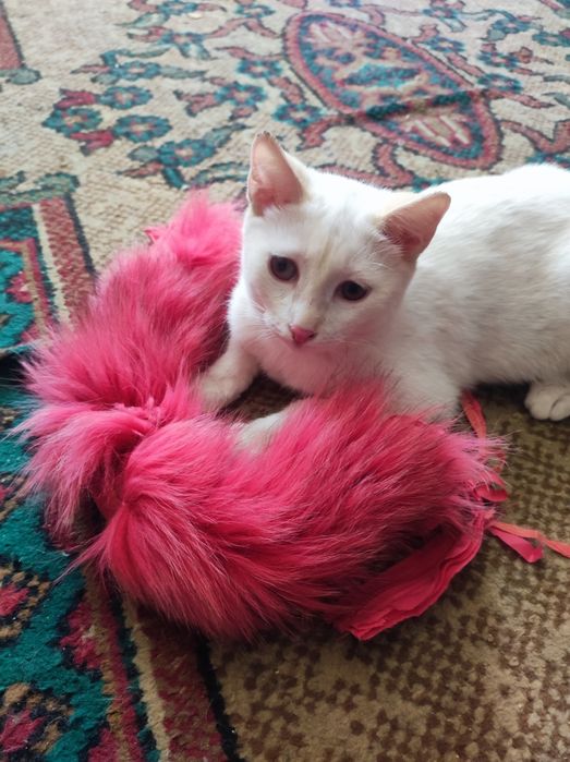 Котёнок мальчик 5месяцев