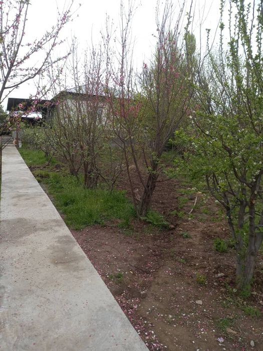 Участка сотилади 8 сотик