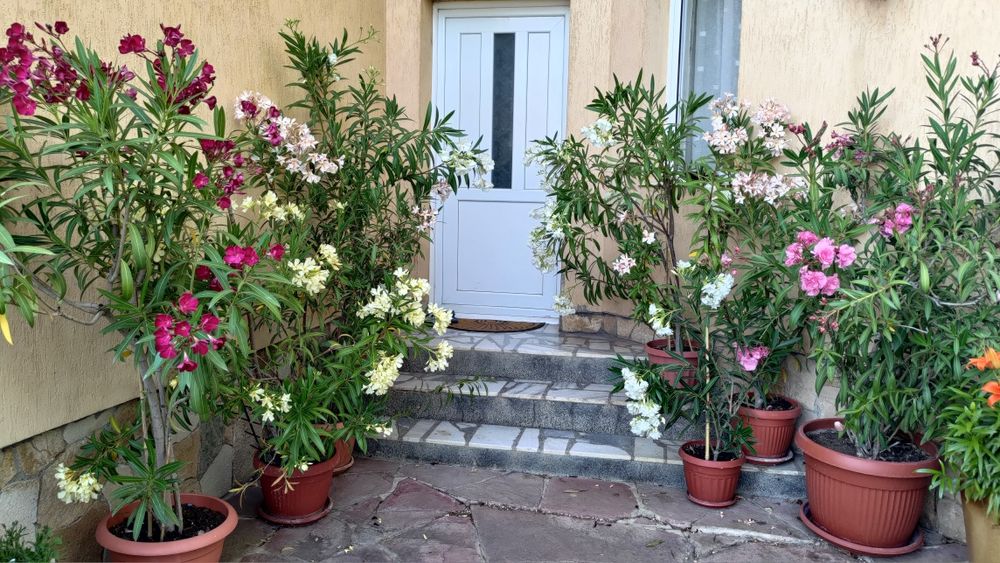 Олеандър/Зокум/Лян/Nerium Oleander