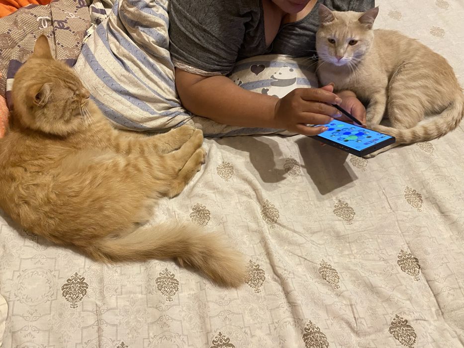 Отдам милого котика