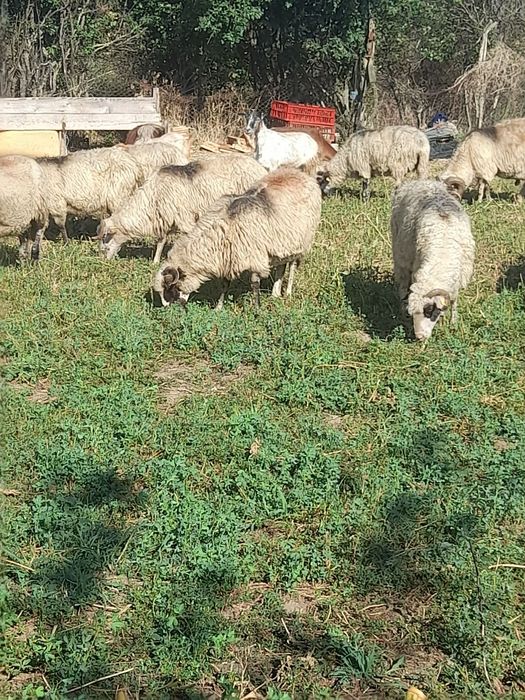 Vând 9 oi și un berbec