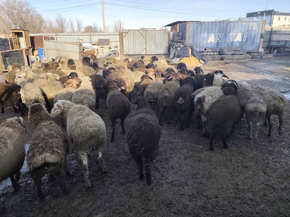 Продам баран тохтушки