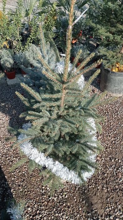 Новагодни ёлка живая на продаже достафка ест по горади платни