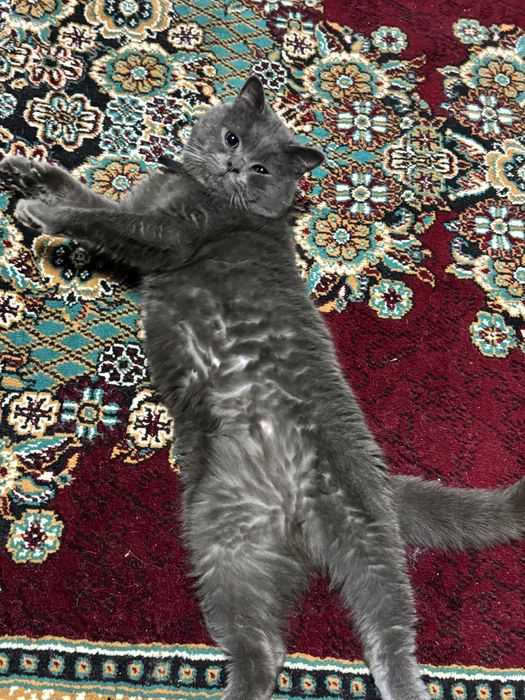 vyaska skotish strayt