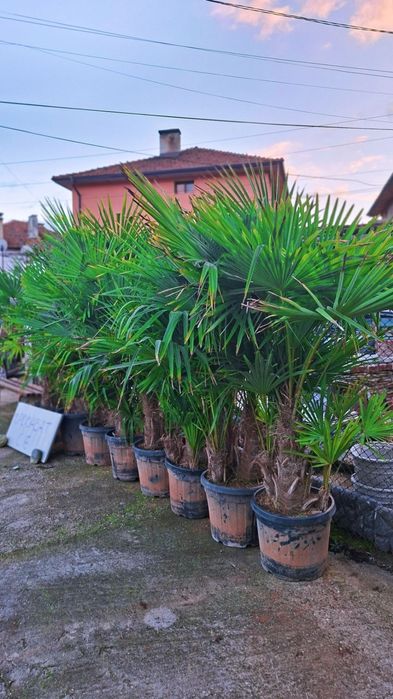 Палма Трахикарпус