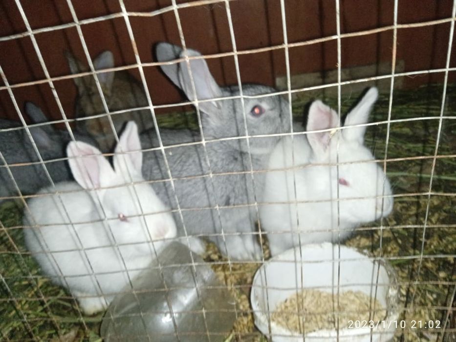 Кральчата виликаны чиста кровные