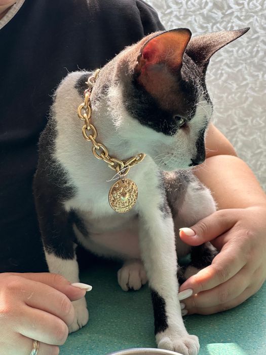 Животные отдам даром