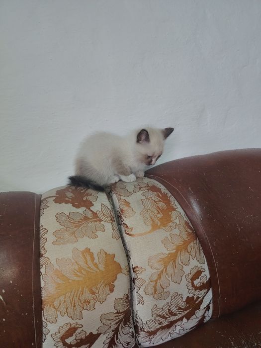 Отдам в хорошие руки котёнка девочка