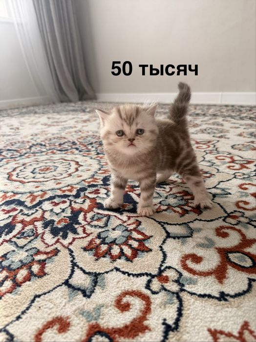 Продам пордистых котят