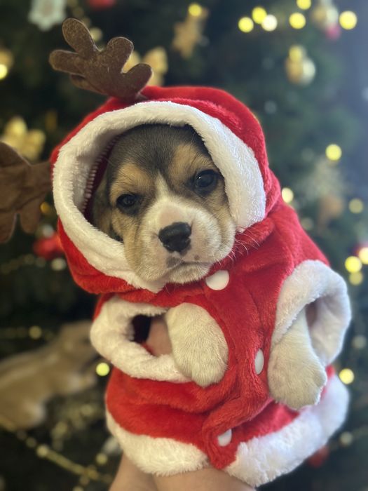 Щенки бигля, питомник, документы