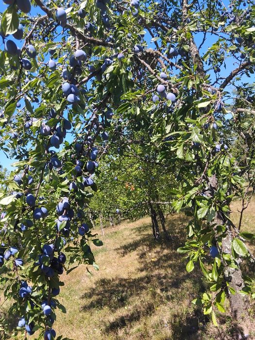 Prune de galbena ,Stanley si bistrite
