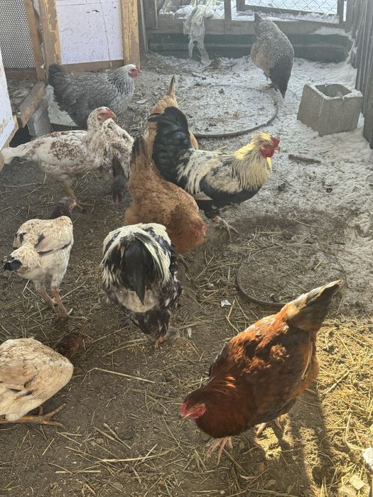 Продам 2 кур и 2 петухов