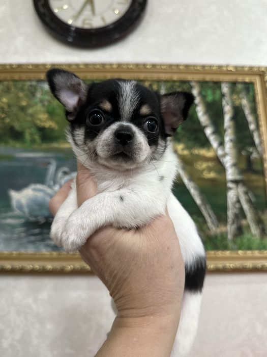 Красивый мальчик чихуахуа