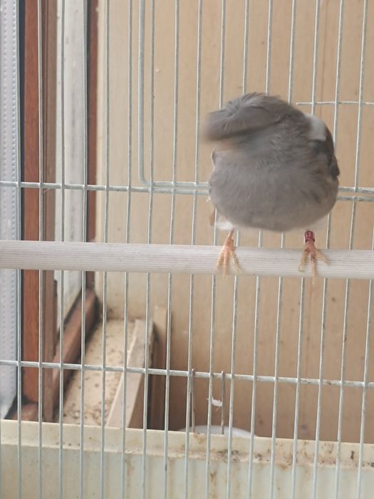 Канарейка  Глостер