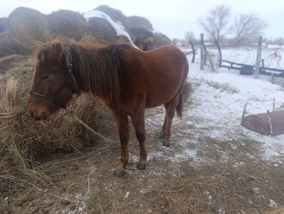 Байтал сатылады или обмен торпактарга