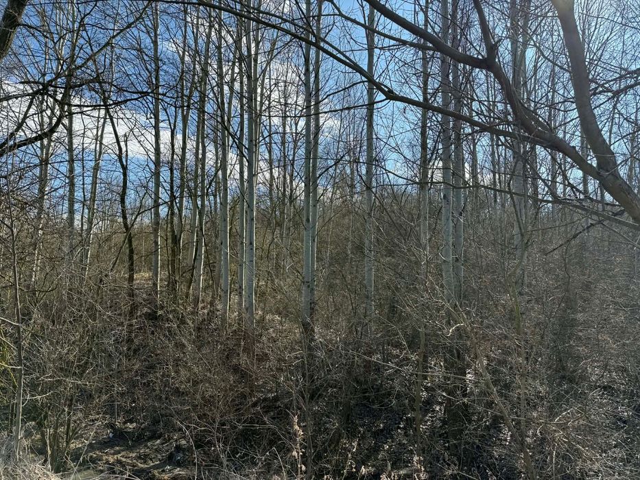 Тополи за дървесина