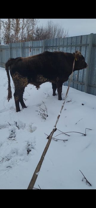 Продам хорошего бычка