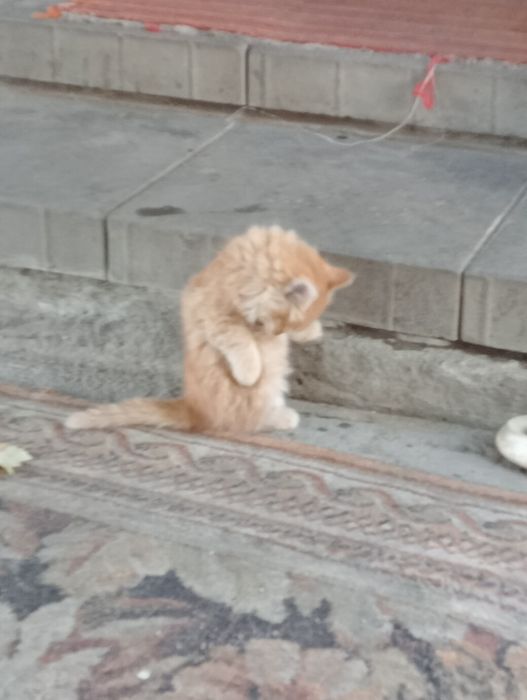 Отдам даром котят