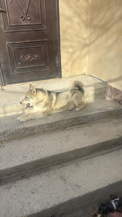 Сибирское Лайка 6 айлық