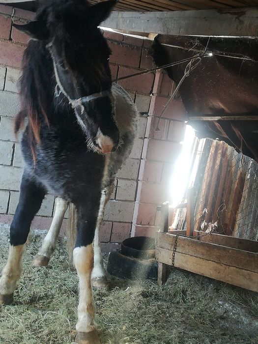 Продам 9 молодого 9 жеребца