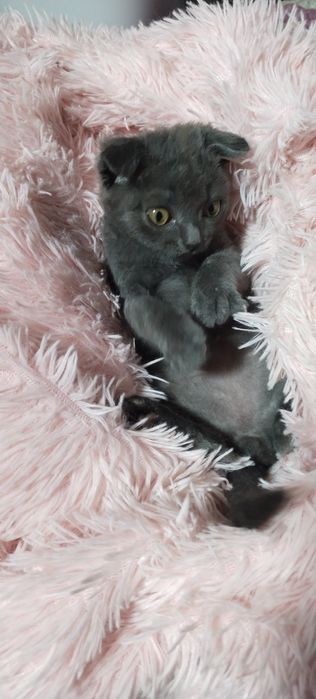 Отдадим котенка.