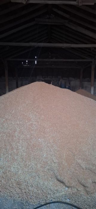 Продам пшеницу высокого качества