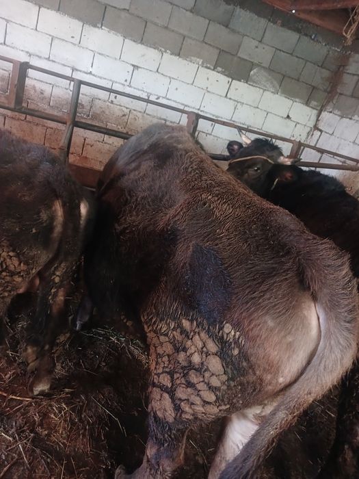 Продам быка.        Двух годовалый