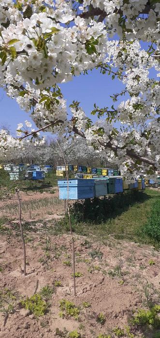 vând familii de albine