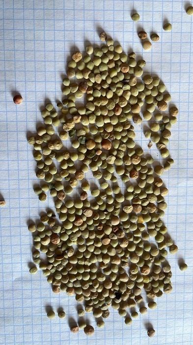 Ячмень.Зерновой чат!