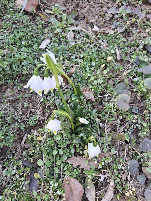 Cabana Daria -natură și relaxare