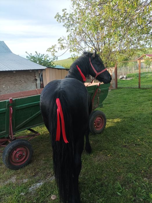 Vad armăsar metis de friz de 3 ,5 ani