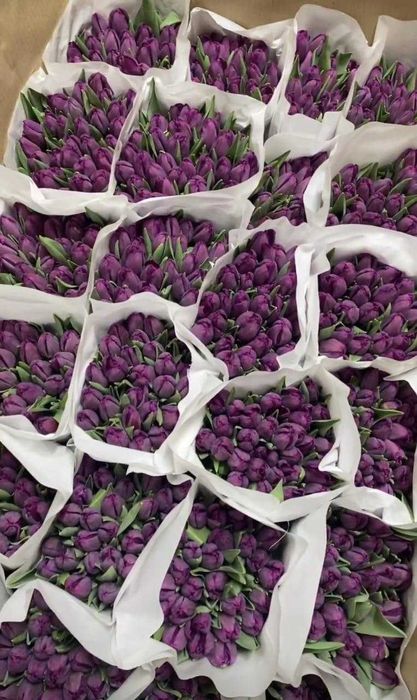 Свежие тюльпаны оптом Павлодар и область