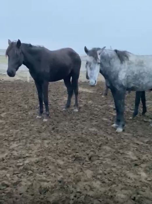 Продаются лошади