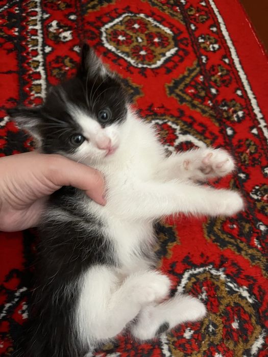 Веселые котята, кушают, к лотку приучены