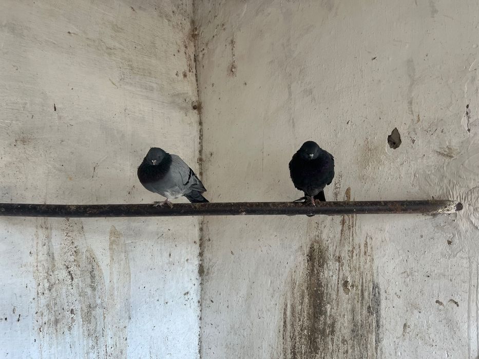 Срочно продам голубей