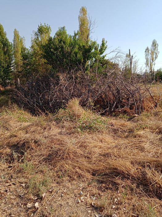 Утин бор сотилади