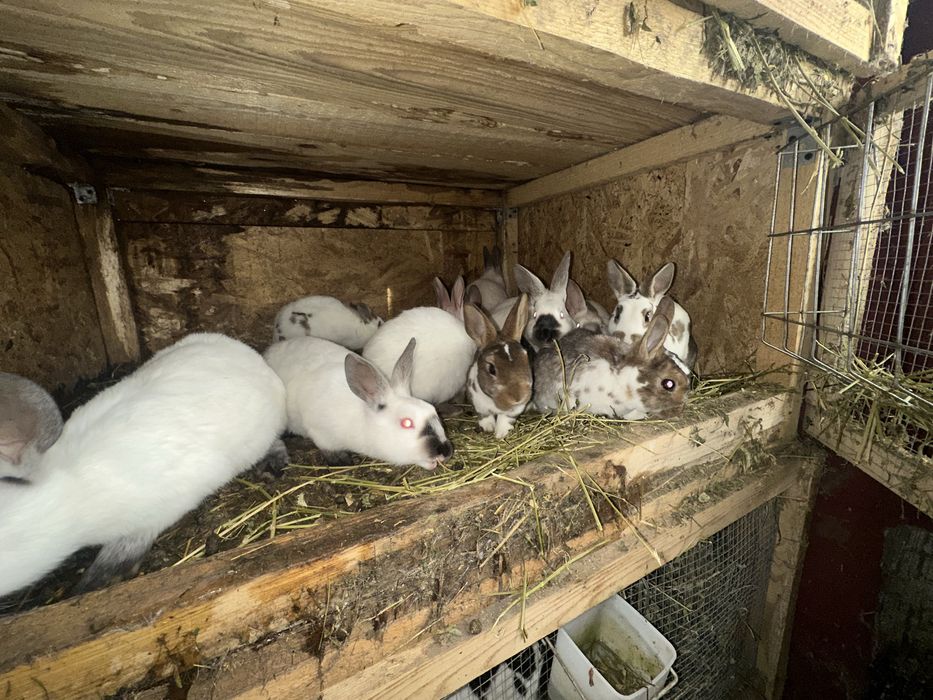 Vand iepuri diferite rase!!