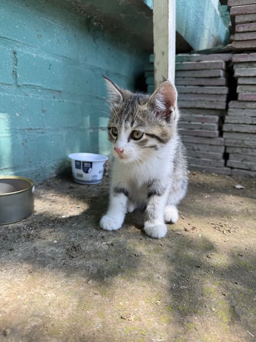 котёнок мальчик в добрые руки