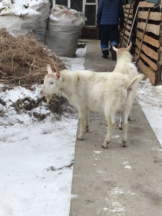 Заанен теке сатамыз