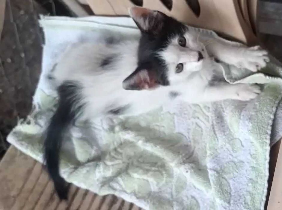 Подаряват се две малки котета