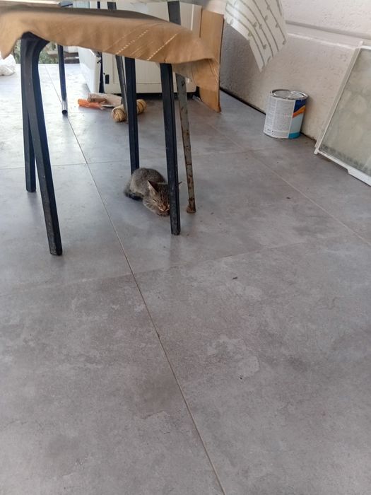 Котята подарю котят
