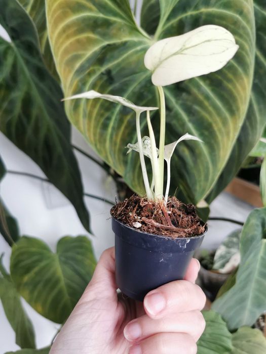 Monstera White Monster