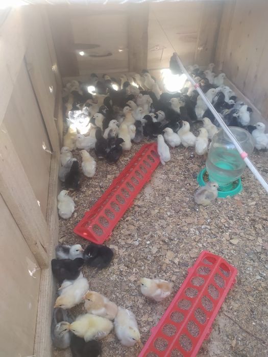 Цыплята несушки легорны