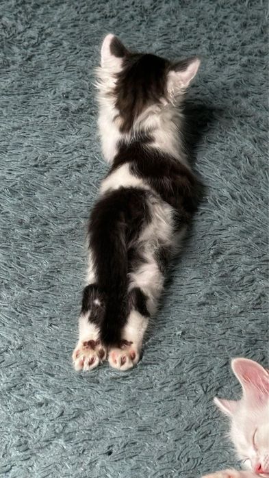 Котята турецкой ангоры