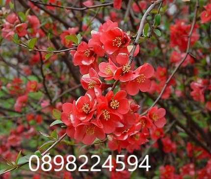 Японска дюля - Цидония