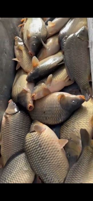 Сазан живая рыба