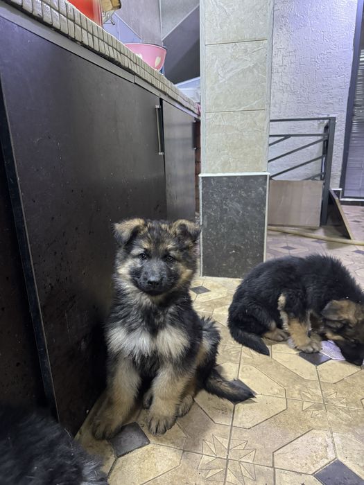 Щенки немецкой овчарки