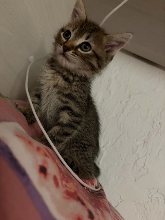 Отдам бесплатно котенка