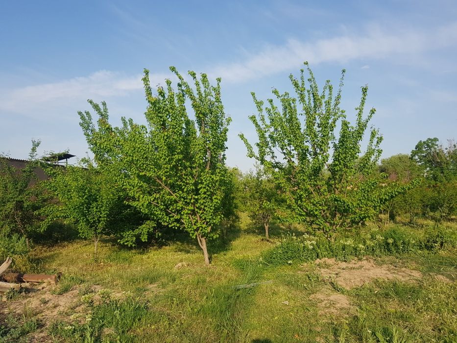 Tomorqa daraxtlari bilan maxallani markazida joylashgan 20 sotix.